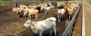 US-Farmer sollen mehr Beef nach Europa liefern