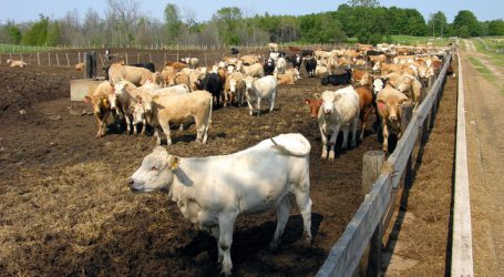US-Farmer sollen mehr Beef nach Europa liefern