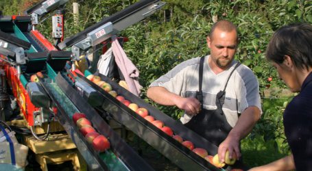 Europäische Apfelernte wird heuer geringer ausfallen