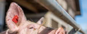 Hohe Schweinepest-Verluste in Bulgarien und Polen