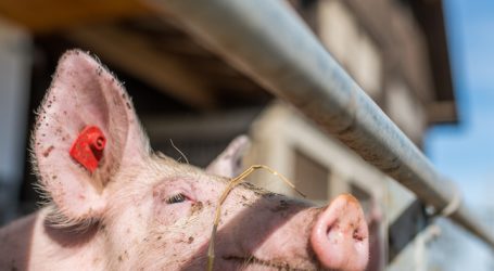 Hohe Schweinepest-Verluste in Bulgarien und Polen