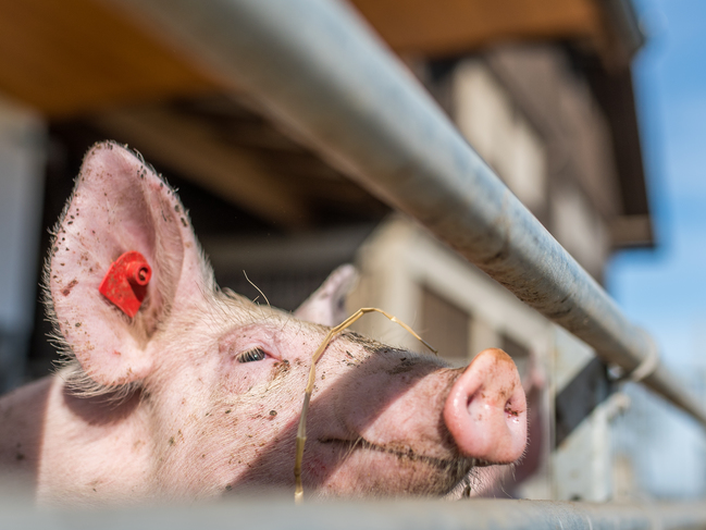 Hohe Schweinepest Verluste In Bulgarien Und Polen Blick Ins Land 1081
