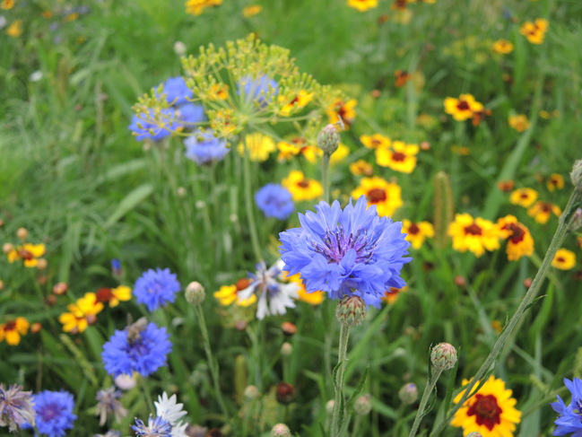 Erfolgreiches Wildblumenwiesen-Projekt im Flachgau - Blick ins Land