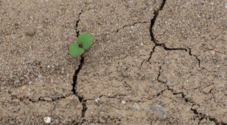 Fünf agrarpolitische Forderungen für den Klimaschutz