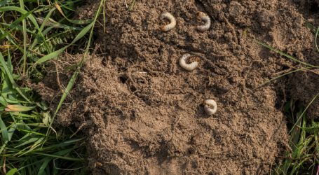 Sanktionsloser Maßnahmen-Ausstieg bei Engerlingsbefall
