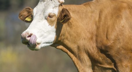 Fleckviehzüchter feiern auf der Rieder Messe