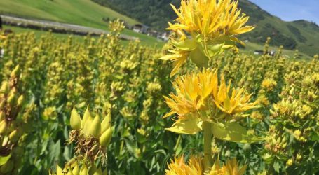 Anbauversuche mit Gelbem Enzian in Tirol