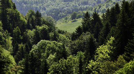 Sofortmaßnahme soll zur Wiederaufforstung motivieren