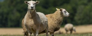 Brexit-Ängste werden größer