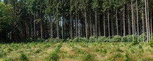 Klöckner mit 4-Punkte-Maßnahmenplan für deutsche Wälder