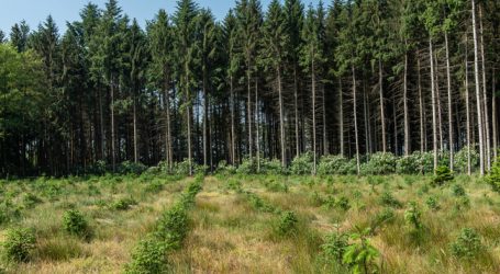 Klöckner mit 4-Punkte-Maßnahmenplan für deutsche Wälder