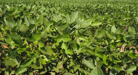 Greenpeace fordert Parlamentarier zu Mercosur-Nein auf