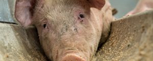 Schweine: China-Export macht den Unterschied