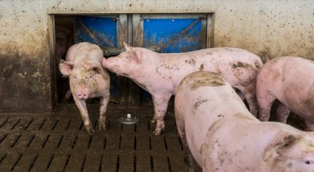 Preisplafond bei Schweinen dürfte erreicht sein