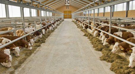 Angebot bei Schlachtrindern bleibt knapp