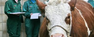 AMA änderte Schlachtgewicht für Gütesiegel-Ochsen