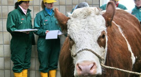 AMA änderte Schlachtgewicht für Gütesiegel-Ochsen