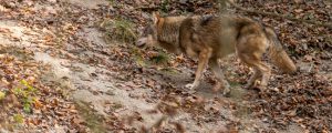 Schafsrisse: DNA-Analyse weist Wolf als Verursacher nach