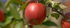 Herkunft bei Apfelsaft oft unklar