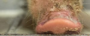 EU weiterhin weltweit größter Agrarexporteur