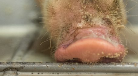 EU weiterhin weltweit größter Agrarexporteur