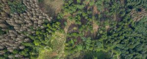 Wälder bekommen Klimawandel heftig zu spüren