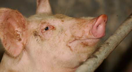 Afrikanische Schweinepest: China lechzt nach Fleisch