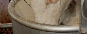 Elektronische Rinderkennzeichnung startet