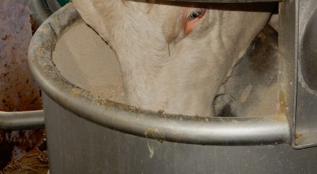 Elektronische Rinderkennzeichnung startet