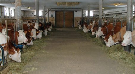 Tagung zum Tierwohl für Tiroler Milchbauern