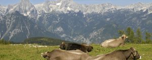 TBC- Verdachtsfälle in Vorarlberg entkräftet