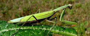 Studie bekräftigt Rückgang der Insekten