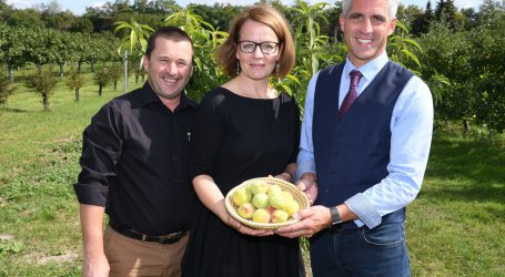 Suche nach Pfirsichsorten im Weingarten