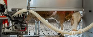 Milchpreis geringfügig niedriger