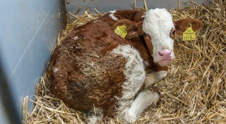 Antrag auf herkömmliche Ohrmarke möglich