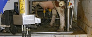 DeLaval – Melkroboter erkennt Trächtigkeit