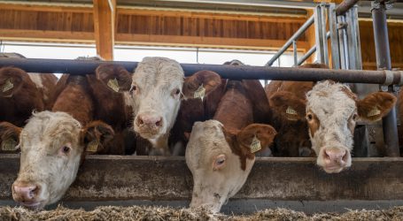 EU-Standards werden für US-Importfleisch gelten