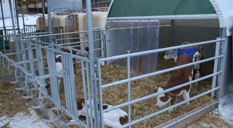 Aberwitzige Preise für Kälber