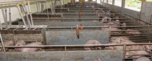 LK-Tirol verleiht erstmalig Tierwohlpreis