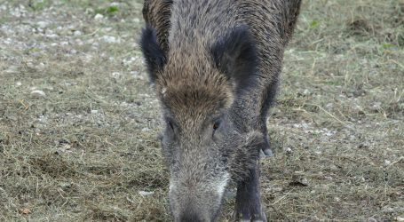 Afrikanische Schweinepest in belgischem Wildschweinkadaver