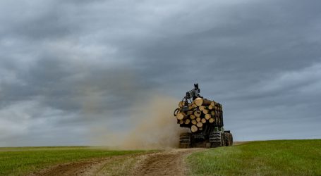 Parkettfirmen des illegalen Holzhandels bezichtigt
