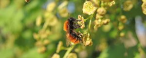 Bauern beteiligen sich am Bienenschutz