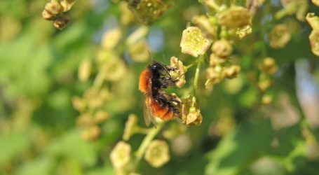 Bauern beteiligen sich am Bienenschutz
