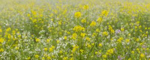 Industriegruppe ortet politische Kurzsichtigkeit bei Glyphosat