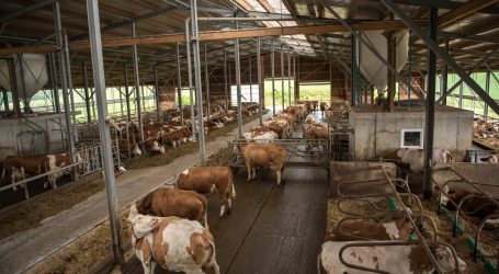 Neuerlicher Leistungszuwachs bei Kontrollkühen