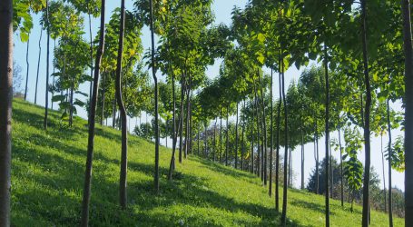Für Paulownia-Holz mit Vifzack 2020 prämiert