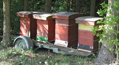 Um 16% mehr Honig in EU erzeugt
