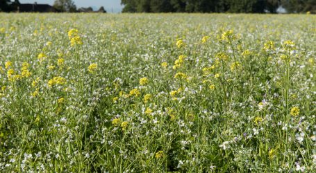 ÖKL- Infotag zu Vielfalt im Acker