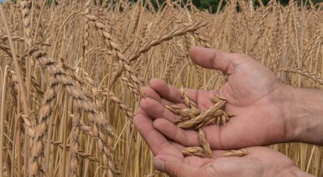 Saatguttagung über Vorteile der Landsorten