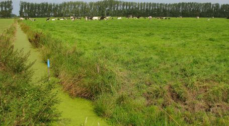 Holländische Bauern zieht es in die Fremde